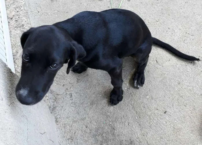 Cachorro raça viralata idade 2 a 6 meses nome pretinha