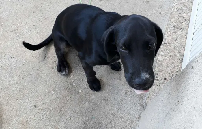 Cachorro raça viralata idade 2 a 6 meses nome pretinha