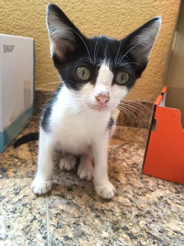 Gato ra a SRD idade 2 a 6 meses nome Felicia
