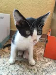 Felicia