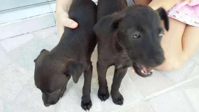 Cachorro ra a vira lata idade 2 a 6 meses nome nao tem