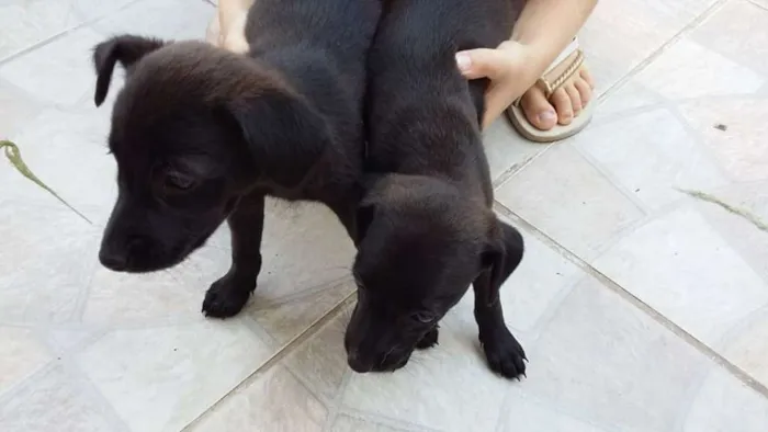 Cachorro ra a vira lata idade 2 a 6 meses nome nao tem