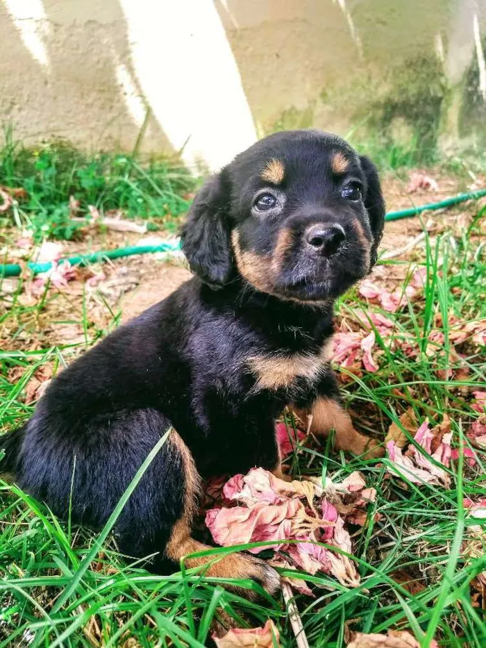 Cachorro raça Vira lata idade 2 a 6 meses nome Julie