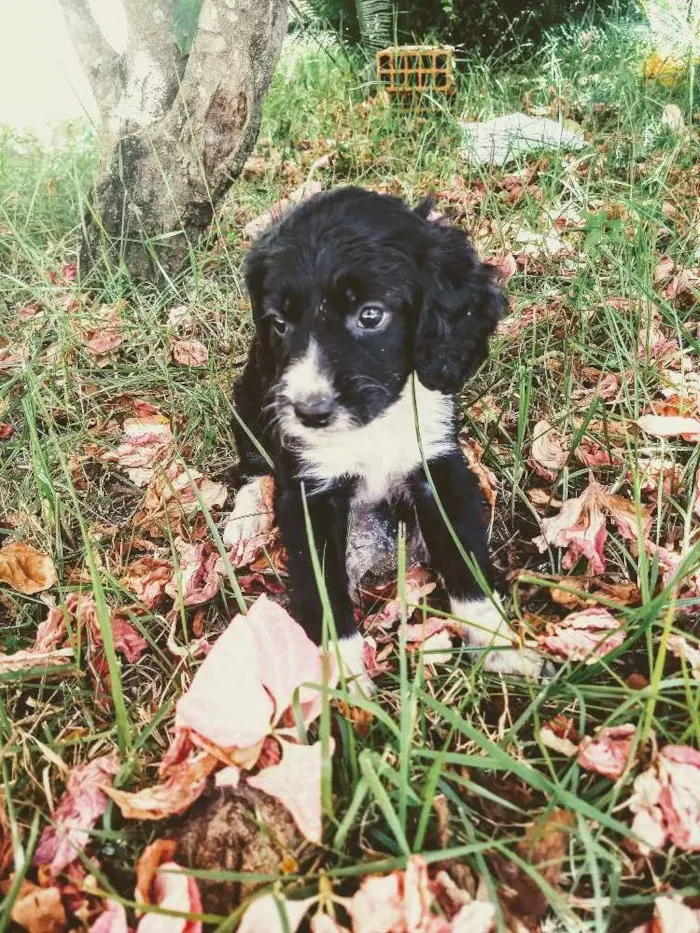 Cachorro raça Vira lata  idade 2 a 6 meses nome Princesa