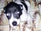 Cachorro raça Pinscher com vira-lata idade 2 a 6 meses nome Princesa