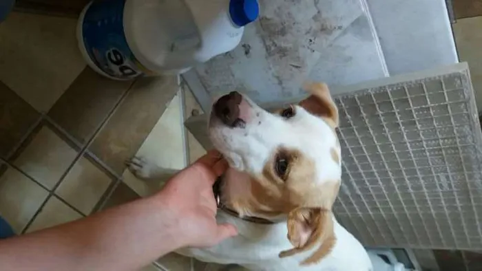 Cachorro ra a Vira-lata idade 4 anos nome Safira