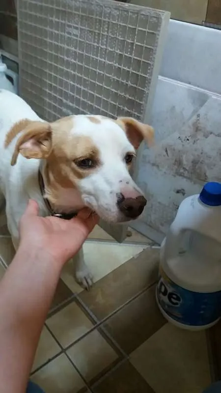 Cachorro ra a Vira-lata idade 4 anos nome Safira