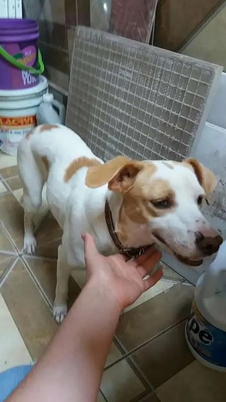 Cachorro ra a Vira-lata idade 4 anos nome Safira