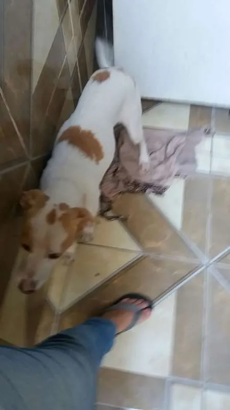 Cachorro ra a Vira-lata idade 4 anos nome Safira