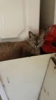 Mel