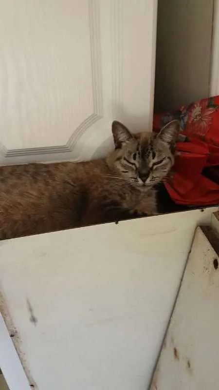 Gato ra a não tem idade 6 ou mais anos nome Mel