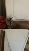Mel
