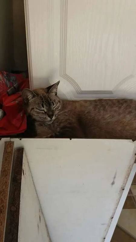 Gato ra a não tem idade 6 ou mais anos nome Mel