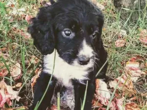Cachorro raça Vira lata  idade 2 a 6 meses nome Princesa