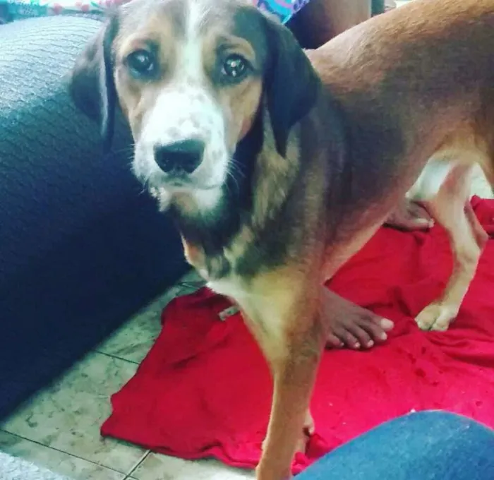Cachorro raça vira - lata idade 2 anos nome filho