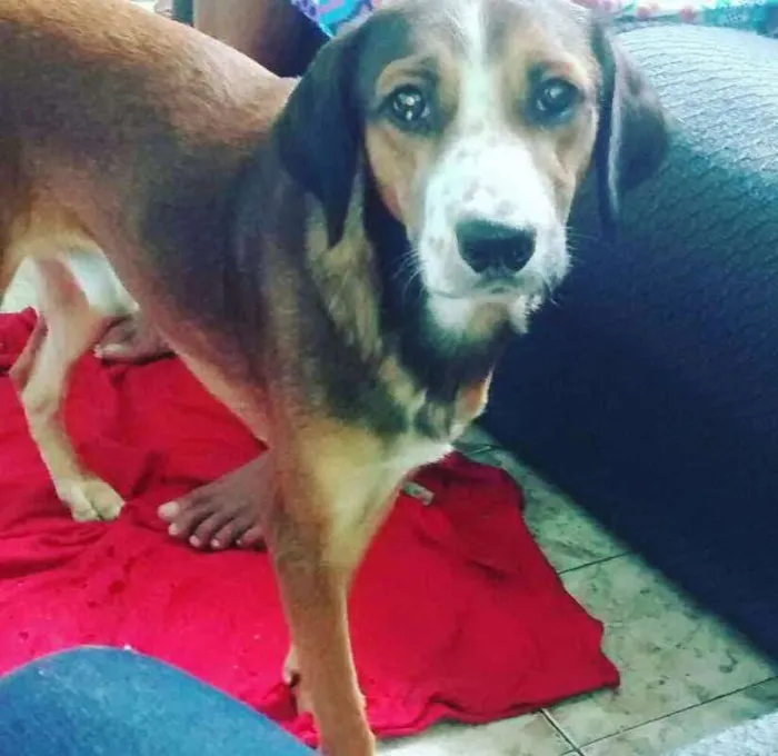 Cachorro raça vira - lata idade 2 anos nome filho