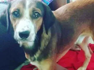 Cachorro raça vira - lata idade 2 anos nome filho