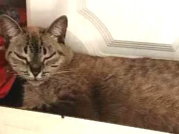 Gato ra a não tem idade 6 ou mais anos nome Mel