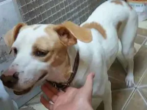 Cachorro raça Vira-lata idade 4 anos nome Safira