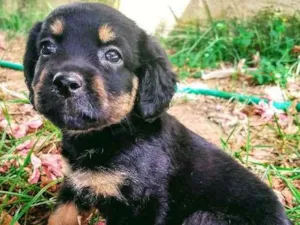 Cachorro raça Vira lata idade 2 a 6 meses nome Julie