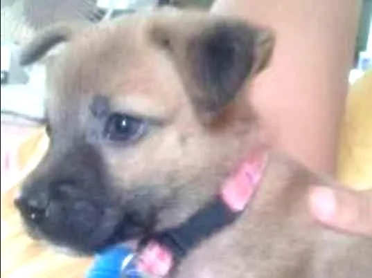 Cachorro ra a show show  idade 2 a 6 meses nome billy