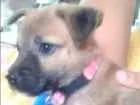 Cachorro raça show show  idade 2 a 6 meses nome billy
