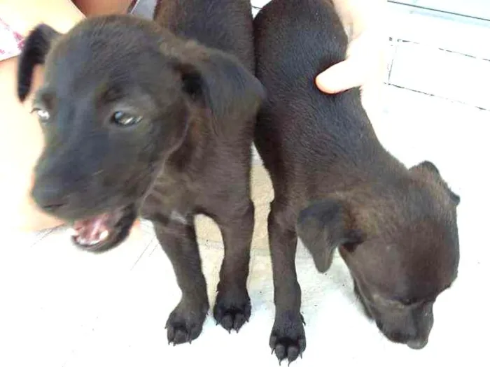 Cachorro ra a vira lata idade 2 a 6 meses nome nao tem