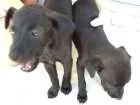 Cachorro raça vira lata idade 2 a 6 meses nome nao tem
