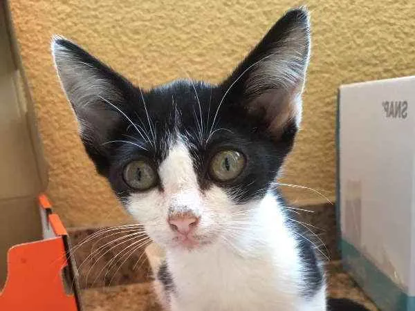 Gato ra a SRD idade 2 a 6 meses nome Felicia