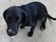 pretinha
