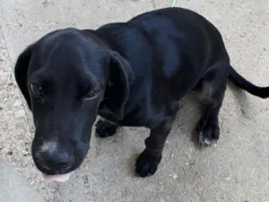 Cachorro raça viralata idade 2 a 6 meses nome pretinha