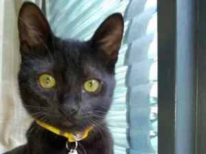 Gato raça srd idade 2 a 6 meses nome Sem nome