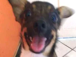 Cachorro raça Fox Paulistinha, Vira Lata idade 2 a 6 meses nome Jesse