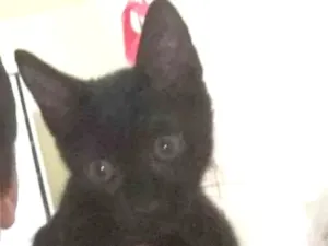 Gato raça SRD idade 2 a 6 meses nome Miku