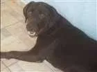 Cachorro raça Labrador idade 3 anos nome Bobs