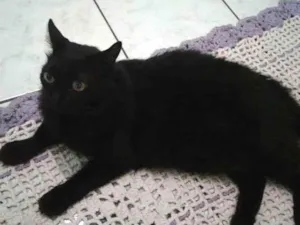 Gato raça  idade 1 ano nome Pérola/ Tobias