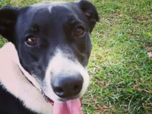 Cachorro raça Vira-lata idade 5 anos nome Johnie