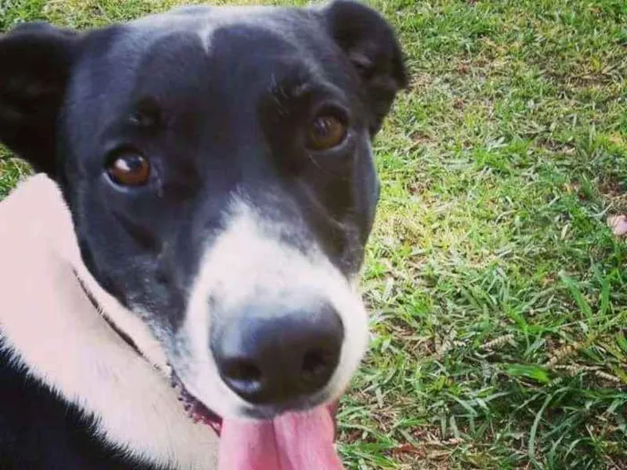 Cachorro ra a Vira-lata idade 5 anos nome Johnie