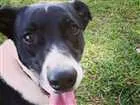 Cachorro raça Vira-lata idade 5 anos nome Johnie