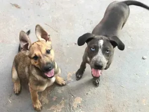 Cachorro raça Nenhuma idade  nome Natso e Lucy
