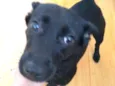 Pepita