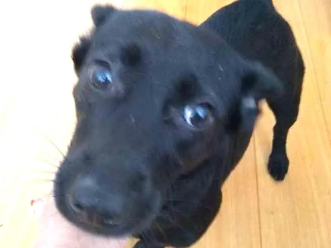 Cachorro ra a Srd idade 2 anos nome Pepita
