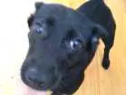 Cachorro raça Srd idade 2 anos nome Pepita