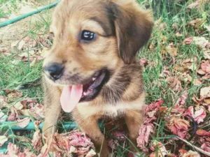 Cachorro raça Vira lata  idade 2 a 6 meses nome Lola