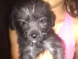 Estrela