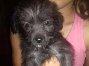 Cachorro raça indefinida idade Abaixo de 2 meses nome Estrela
