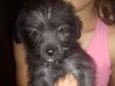 Estrela