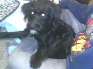 Cachorro raça Poodle com vira lata idade  nome Dusck
