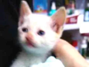 Gato raça srd idade 2 a 6 meses nome sem nome