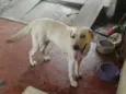 Nina ( Labrador)